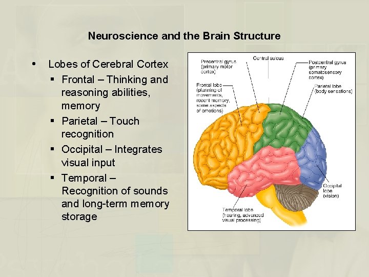 Neuroscience and the Brain Structure Lobes of Cerebral Cortex § Frontal – Thinking and