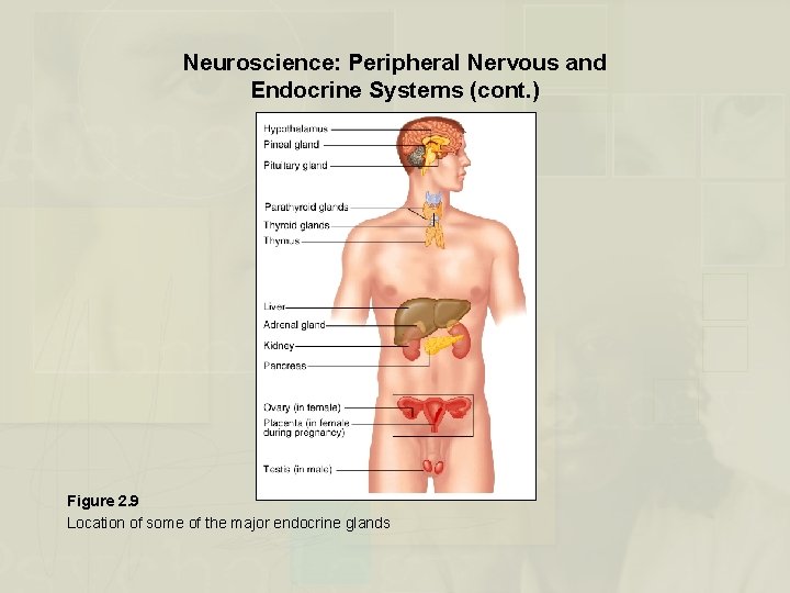 Neuroscience: Peripheral Nervous and Endocrine Systems (cont. ) Figure 2. 9 Location of some