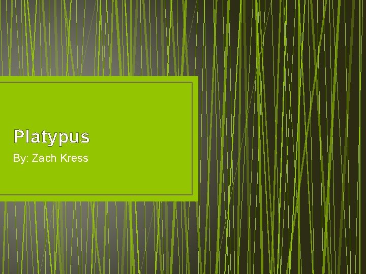 Platypus By: Zach Kress 