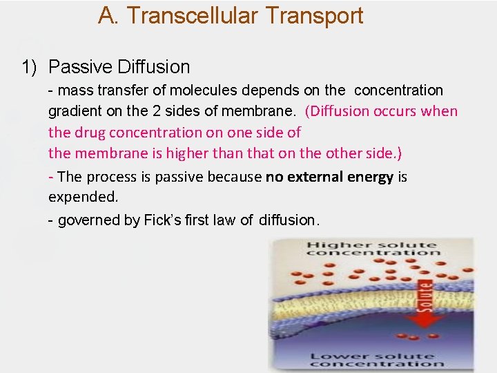 A. Transcellular Transport 1) Passive Diffusion - mass transfer of molecules depends on the