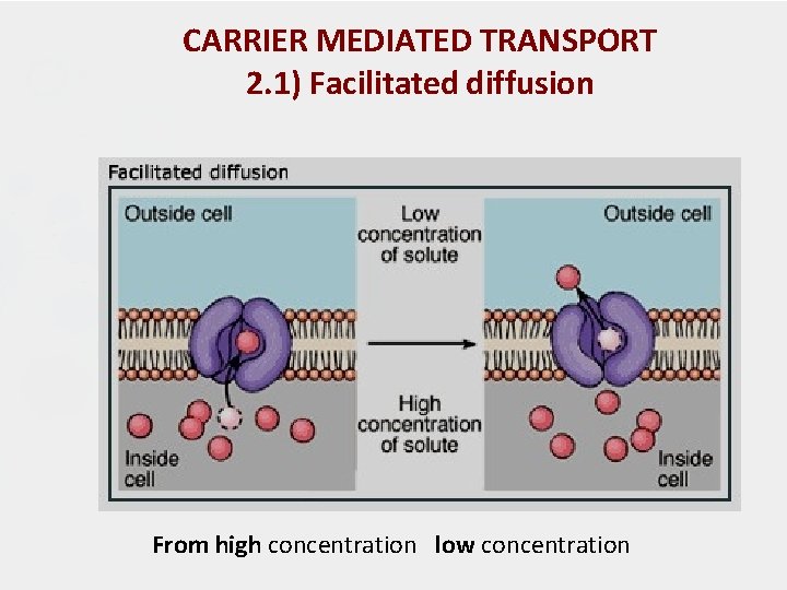 CARRIER MEDIATED TRANSPORT 2. 1) Facilitated diffusion From high concentration low concentration 