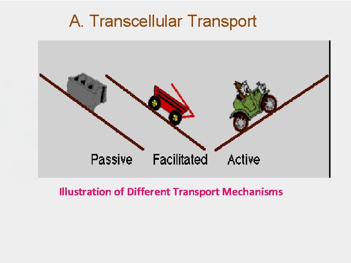 A. Transcellular Transport Illustration of Different Transport Mechanisms 