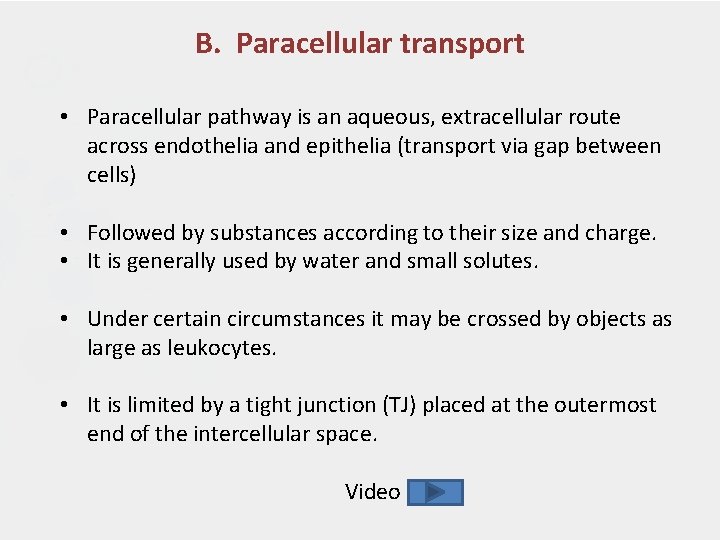 B. Paracellular transport • Paracellular pathway is an aqueous, extracellular route across endothelia and