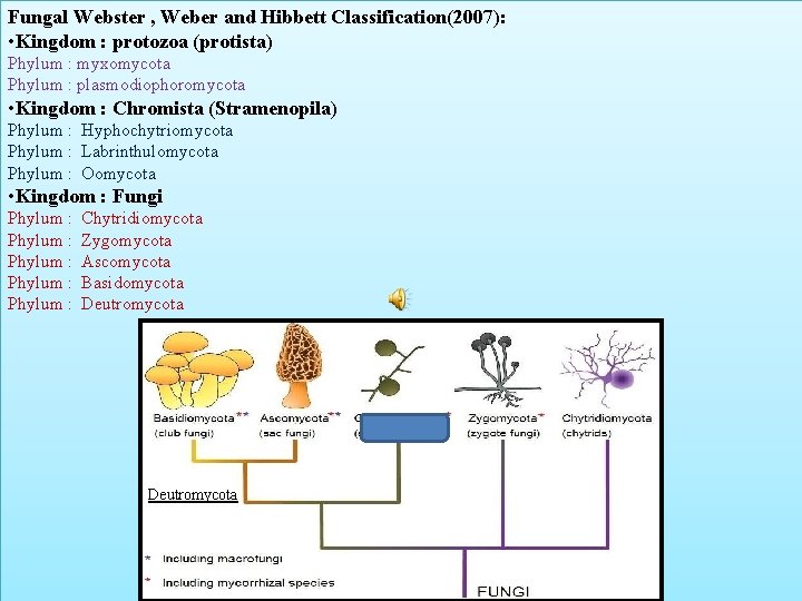 Fungal Webster , Weber and Hibbett Classification(2007): • Kingdom : protozoa (protista) Phylum :