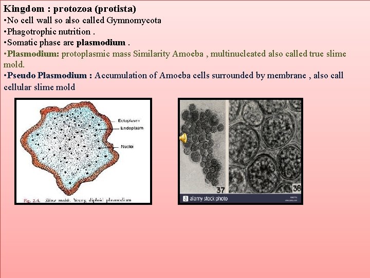 . Kingdom : protozoa (protista) • No cell wall so also called Gymnomycota •