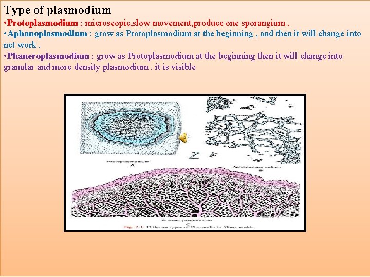 . Type of plasmodium • Protoplasmodium : microscopic, slow movement, produce one sporangium. •