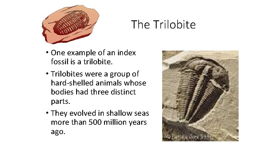 The Trilobite • One example of an index fossil is a trilobite. • Trilobites
