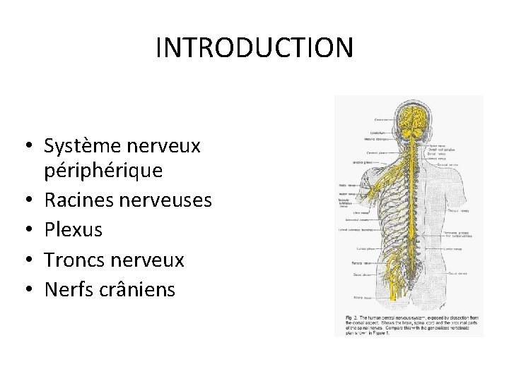 INTRODUCTION • Système nerveux périphérique • Racines nerveuses • Plexus • Troncs nerveux •