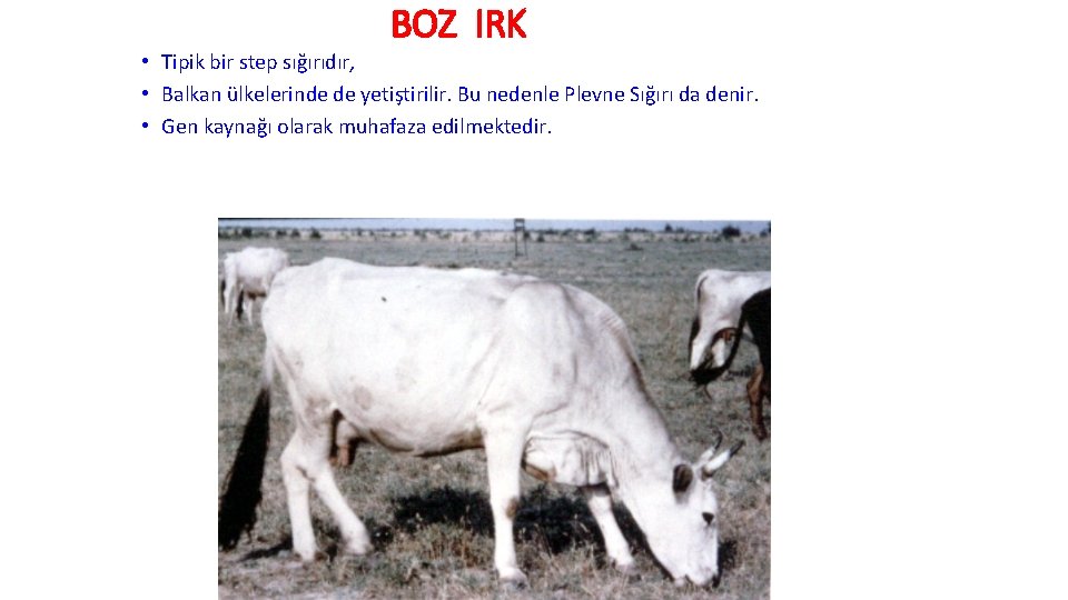 BOZ IRK • Tipik bir step sığırıdır, • Balkan ülkelerinde de yetiştirilir. Bu nedenle