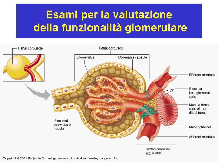 Esami per la valutazione della funzionalità glomerulare 