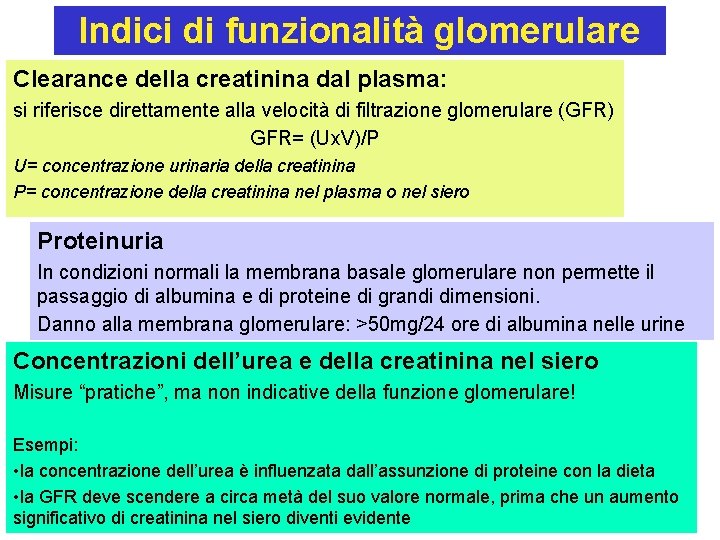 Indici di funzionalità glomerulare Clearance della creatinina dal plasma: si riferisce direttamente alla velocità