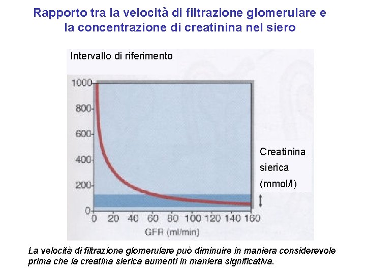 Rapporto tra la velocità di filtrazione glomerulare e la concentrazione di creatinina nel siero