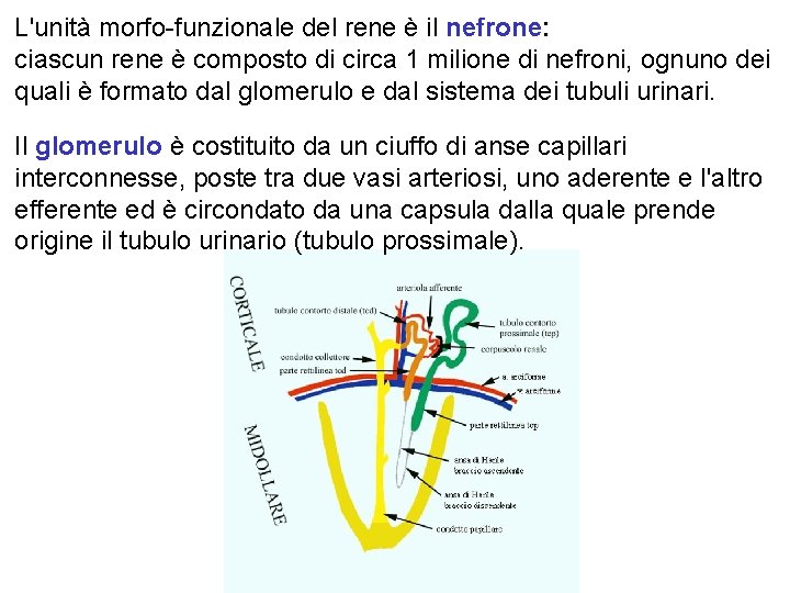 L'unità morfo-funzionale del rene è il nefrone: ciascun rene è composto di circa 1