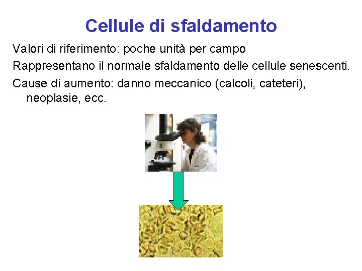 Cellule di sfaldamento Valori di riferimento: poche unità per campo Rappresentano il normale sfaldamento