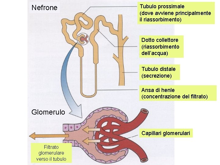 Nefrone Tubulo prossimale (dove avviene principalmente il riassorbimento) Dotto collettore (riassorbimento dell’acqua) Tubulo distale