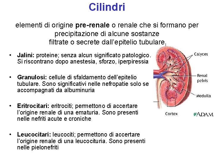 Cilindri elementi di origine pre-renale o renale che si formano per precipitazione di alcune