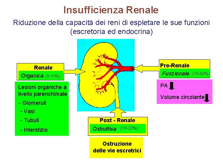 Insufficienza Renale Riduzione della capacità dei reni di espletare le sue funzioni (escretoria ed