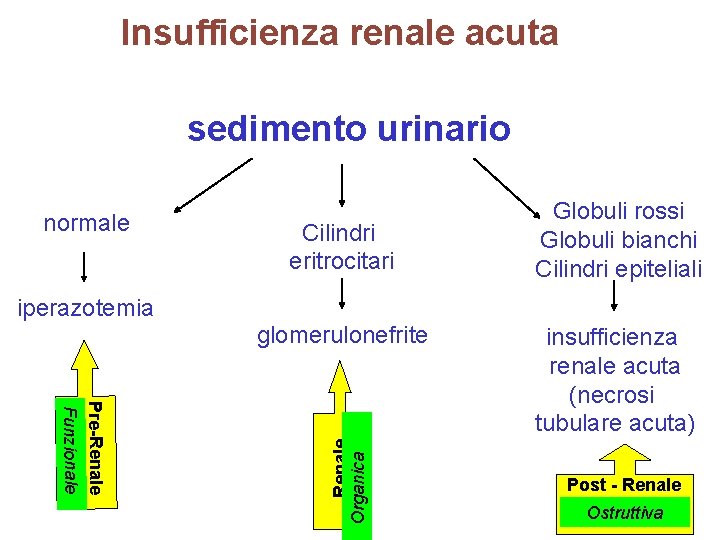 Insufficienza renale acuta sedimento urinario iperazotemia Cilindri eritrocitari glomerulonefrite Pre-Renale Funzionale Renale Organica normale