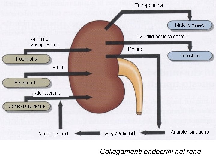 Eritropoietina Midollo osseo Arginina vasopressina 1, 25 -diidrocolecalciferolo Renina Intestino Postipofisi P 1 H