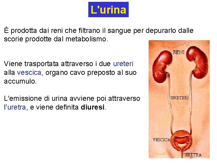 L'urina È prodotta dai reni che filtrano il sangue per depurarlo dalle scorie prodotte