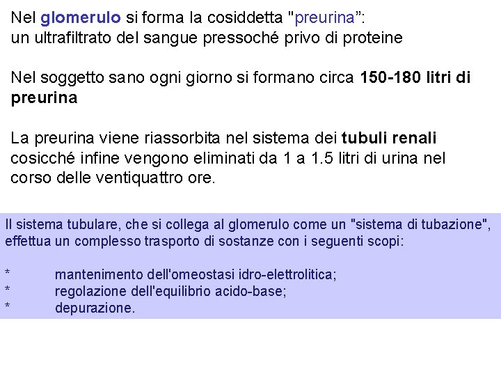 Nel glomerulo si forma la cosiddetta "preurina”: un ultrafiltrato del sangue pressoché privo di