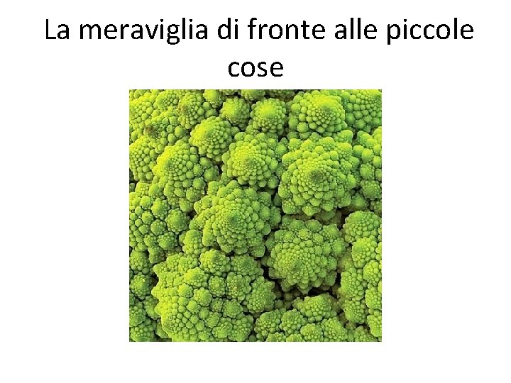 La meraviglia di fronte alle piccole cose 