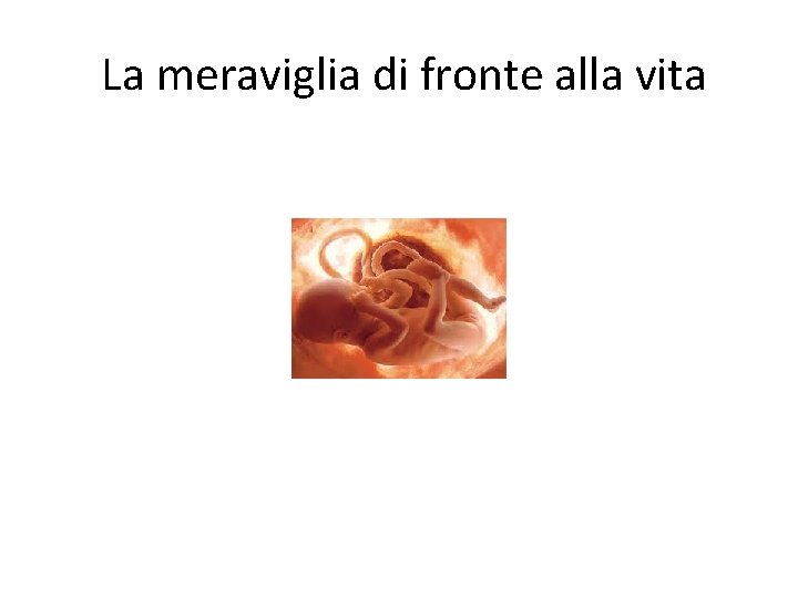 La meraviglia di fronte alla vita 