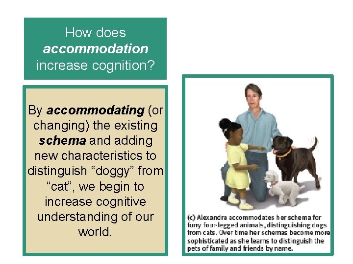 How does accommodation increase cognition? By accommodating (or changing) the existing schema and adding