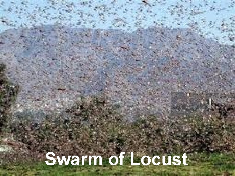 Swarm of Locust 