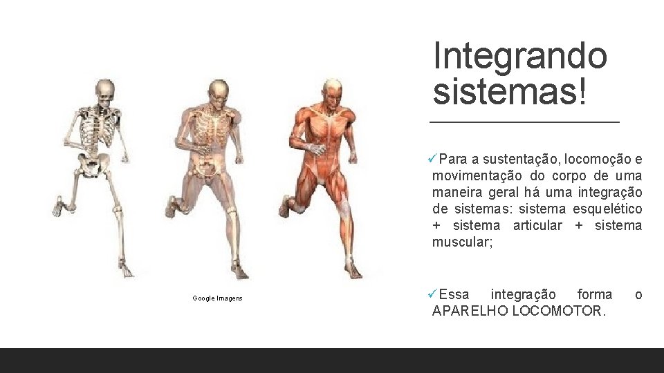 Integrando sistemas! üPara a sustentação, locomoção e movimentação do corpo de uma maneira geral Integrando sistemas! üPara a sustentação, locomoção e movimentação do corpo de uma maneira geral