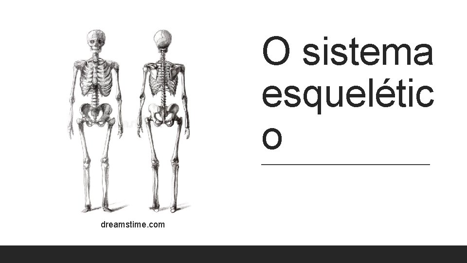 O sistema esquelétic o dreamstime. com O sistema esquelétic o dreamstime. com