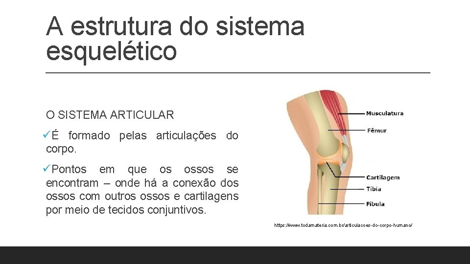 A estrutura do sistema esquelético O SISTEMA ARTICULAR üÉ formado pelas articulações do corpo. A estrutura do sistema esquelético O SISTEMA ARTICULAR üÉ formado pelas articulações do corpo.
