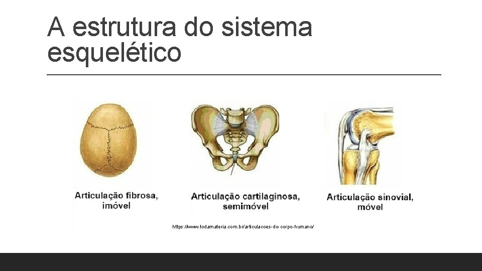 A estrutura do sistema esquelético https: //www. todamateria. com. br/articulacoes-do-corpo-humano/ A estrutura do sistema esquelético https: //www. todamateria. com. br/articulacoes-do-corpo-humano/