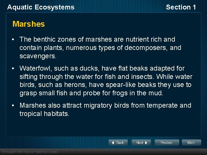 Aquatic Ecosystems Section 1 Marshes • The benthic zones of marshes are nutrient rich