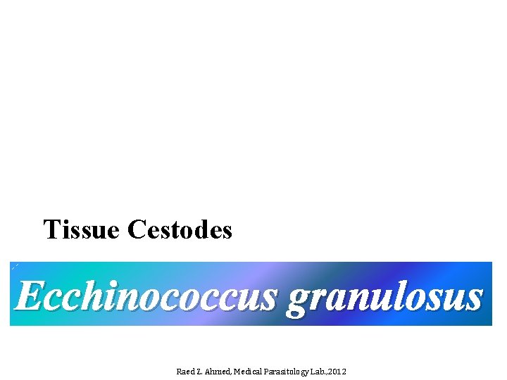 Tissue Cestodes Ecchinococcus granulosus Raed Z. Ahmed, Medical Parasitology Lab. , 2012 