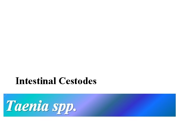 Intestinal Cestodes Taenia spp. 