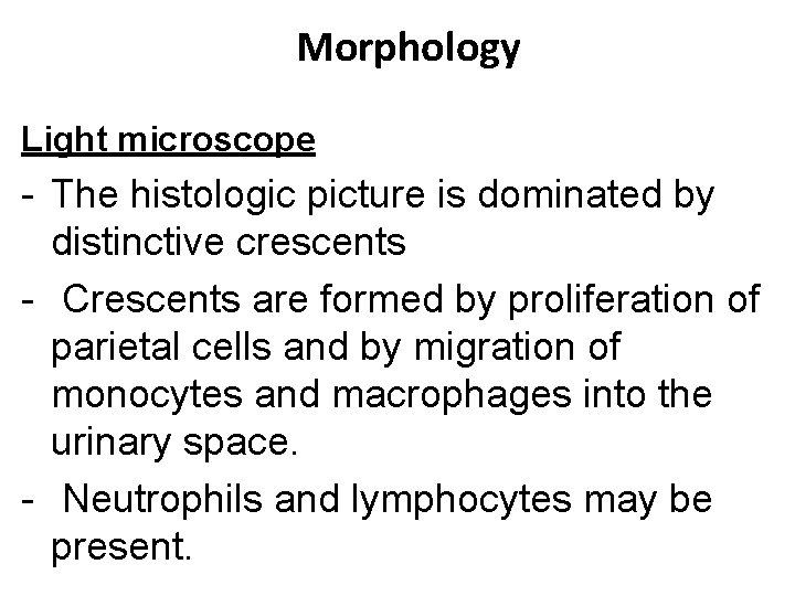  Morphology Light microscope - The histologic picture is dominated by distinctive crescents - Crescents