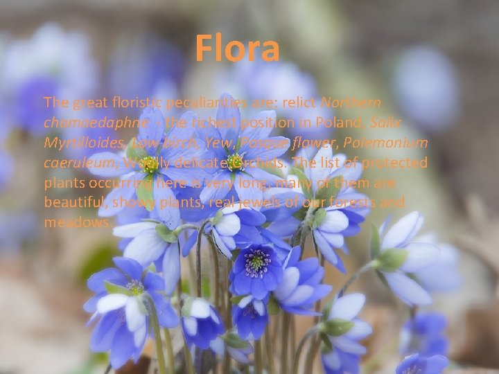 Flora The great floristic peculiarities are: relict Northern chamaedaphne - the richest position in