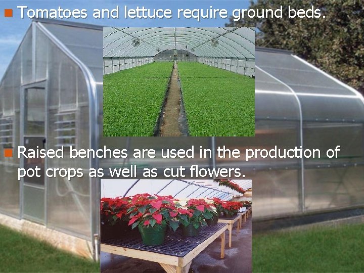 n Tomatoes n Raised and lettuce require ground beds. benches are used in the