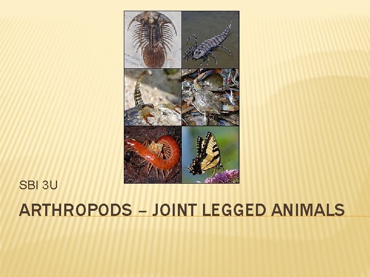 SBI 3 U ARTHROPODS – JOINT LEGGED ANIMALS 