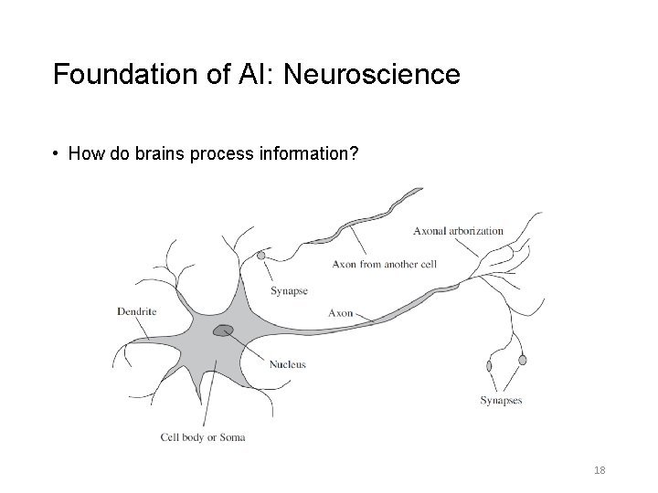 Foundation of AI: Neuroscience • How do brains process information? 18 