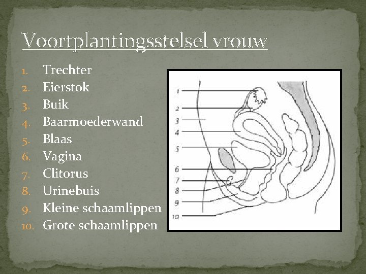 Het Voortplantingsstelsel Van Een Vrouw