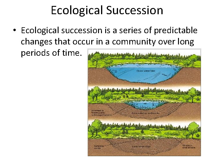 Ecological Succession • Ecological succession is a series of predictable changes that occur in