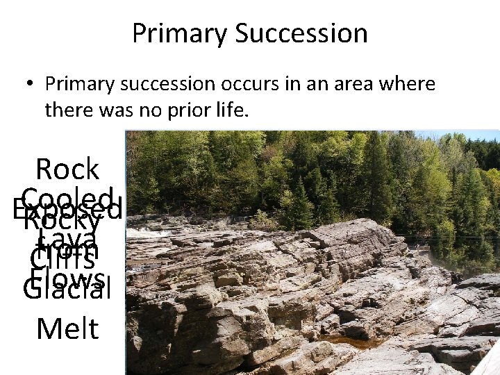 Primary Succession • Primary succession occurs in an area where there was no prior