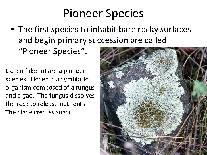 Pioneer Species • The first species to inhabit bare rocky surfaces and begin primary