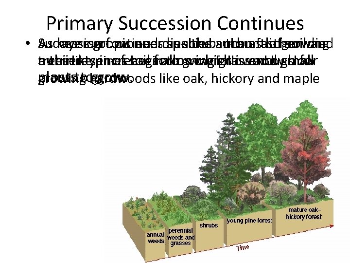 Primary Succession Continues as shrubs thenasfast • Succession As moss layersgrows ofcontinues pioneer and