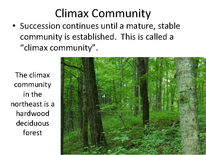 Climax Community • Succession continues until a mature, stable community is established. This is