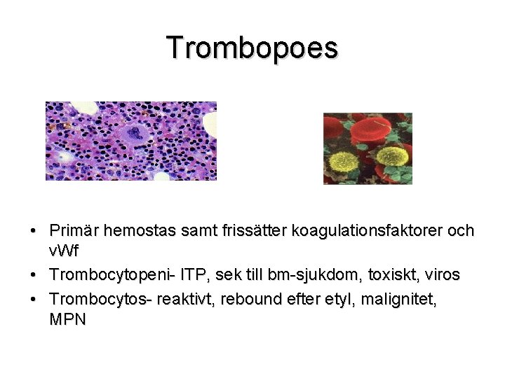 Trombopoes • Primär hemostas samt frissätter koagulationsfaktorer och v. Wf • Trombocytopeni- ITP, sek