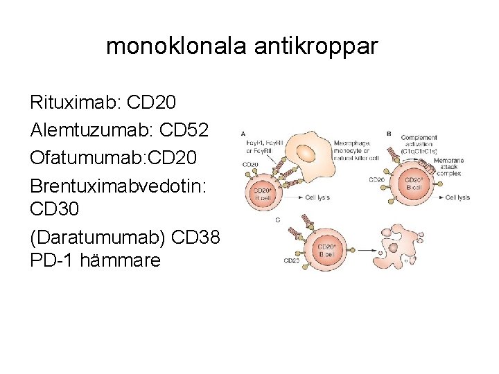 monoklonala antikroppar Rituximab: CD 20 Alemtuzumab: CD 52 Ofatumumab: CD 20 Brentuximabvedotin: CD 30