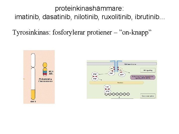 proteinkinashämmare: imatinib, dasatinib, nilotinib, ruxolitinib, ibrutinib… Tyrosinkinas: fosforylerar protiener – ”on-knapp” 